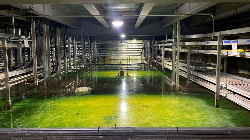 6” – 8” of standing water in electrical basement causing deterioration